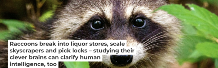 The moment you look away from those adorable eyes, these mischievous creatures will sneak out of your lab. Joshua J. Cotten/Unsplash, CC BY-SA